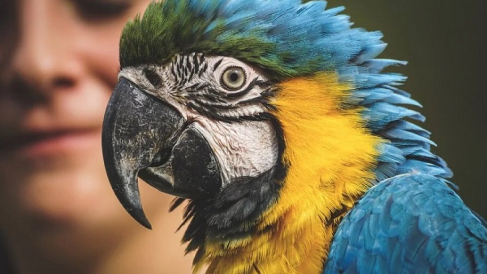 Psittacoza sau „boala papagalului” este transmisă la oameni de păsări