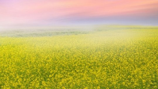 Producţii bune la grâu şi rapiţă în judeţul Mehedinţi, datorită precipitaţiilor