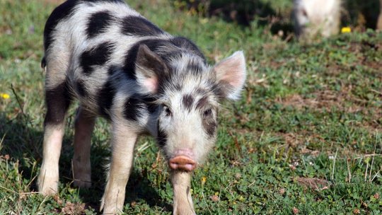 Acţiune la nivel naţional pentru prevenirea furturilor de animale