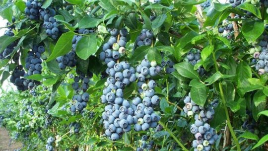 Ziua culesului de afine la Mărăcineni, în Argeș