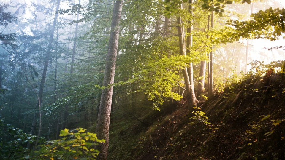 România este „pentru” o dezbatere cu privire la gospodărirea pădurilor, în UE