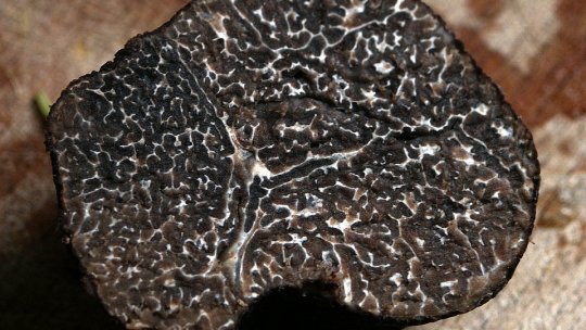 Peste o tonă de trufe negre, confiscate de poliţiştii din judeţul Neamţ