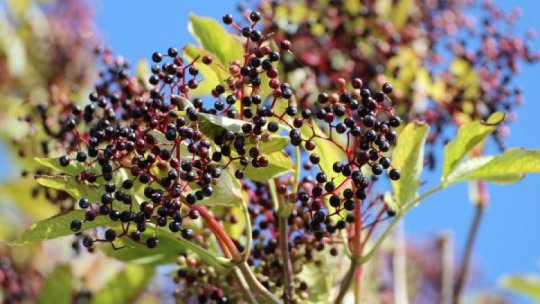 Cele mai bune plante care ne ajută să ne întărim imunitatea