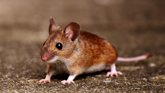 Bărbat din Neamţ, diagnosticat cu hantavirus