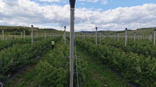 Plantații ecologice de coacăze și zmeură, pe terenurile Parohiei Ortodoxe din satul Corvinești