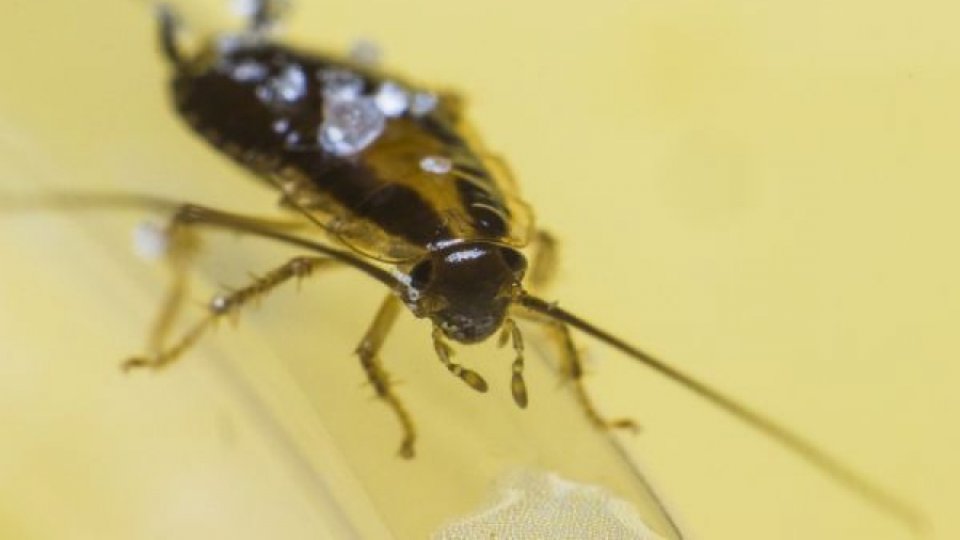 Metode naturale eficiente pentru înlăturarea insectelor din locuință