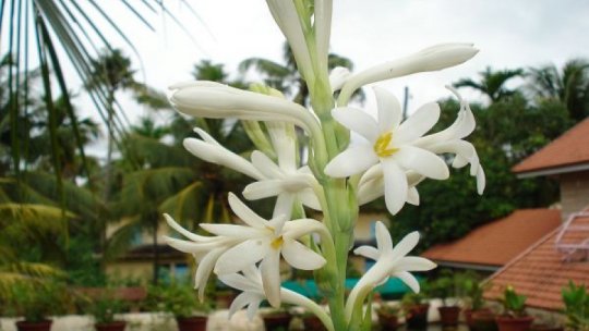 Tuberoza de Hoghilag - prima floare din România cu certificarea Indicaţiei Geografice Protejate