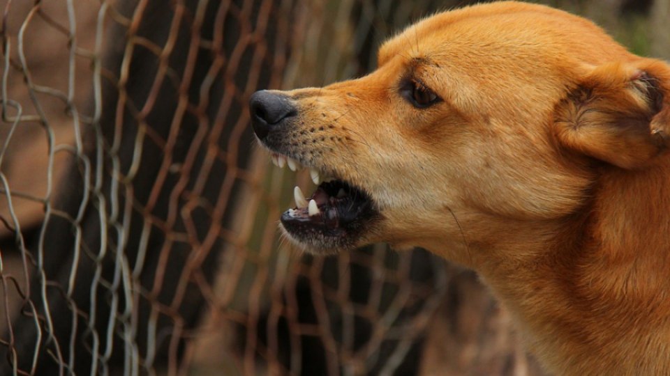 Mușcăturile provocate de animale - de se sunt periculoase?