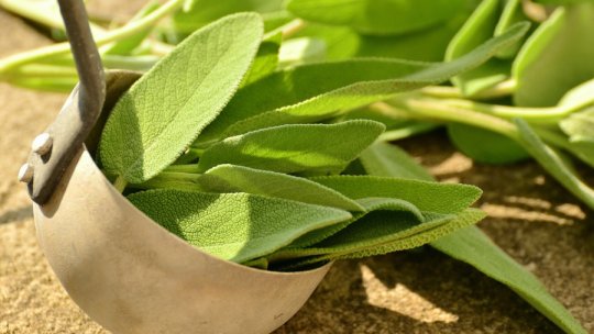 Salvia... planta care te „salvează de 1000 de boli”