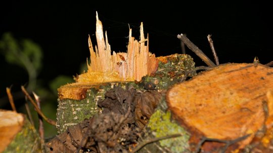 Copaci doborâţi de vijelii în Harghita şi Mureş