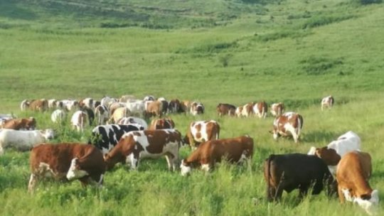 Efectivele de bovine au scăzut într-un an cu 50.000 de capete