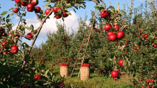 Producătorii de fructe din judeţul Mehedinţi caută soluţii de valorificare a recoltei