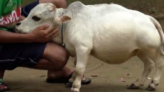 Rani, cea mai mică vacă din lume, a intrat postum în Guinness World Records