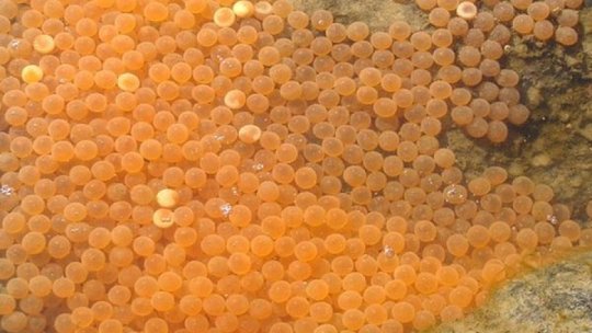 Care este cel mai scump produs alimentar din lume