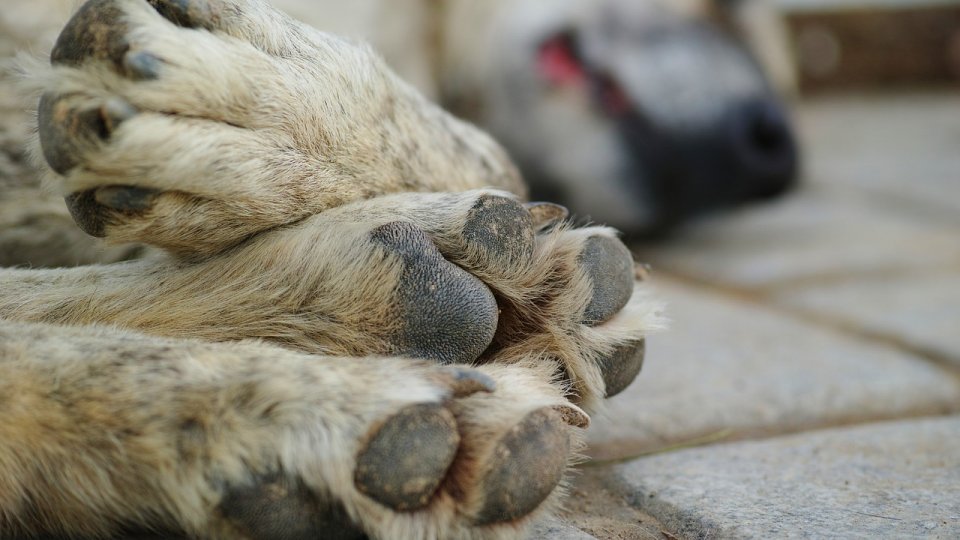 Aproape 700 de câini fără stăpân au ajuns la adăpostul din Stupini în 2021