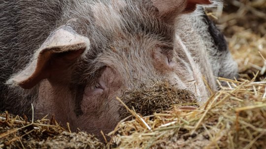 Continuă programul de susţinere a crescătorilor de porci din rasele româneşti