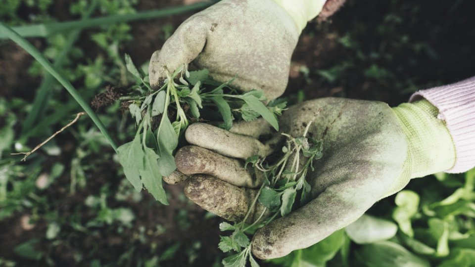 Scumpirile la energie afectează agricultura românească