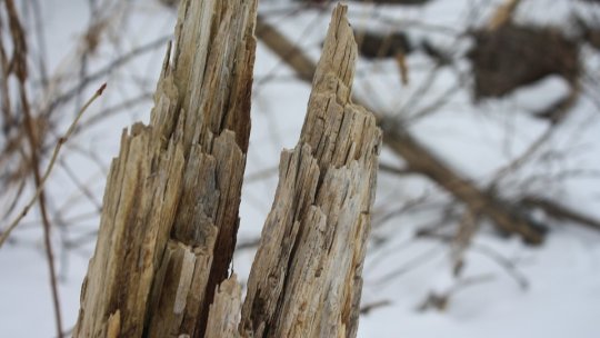 Copaci prăbuşiți pe carosabil, din cauza zăpezii, în judeţul Bistriţa-Năsăud