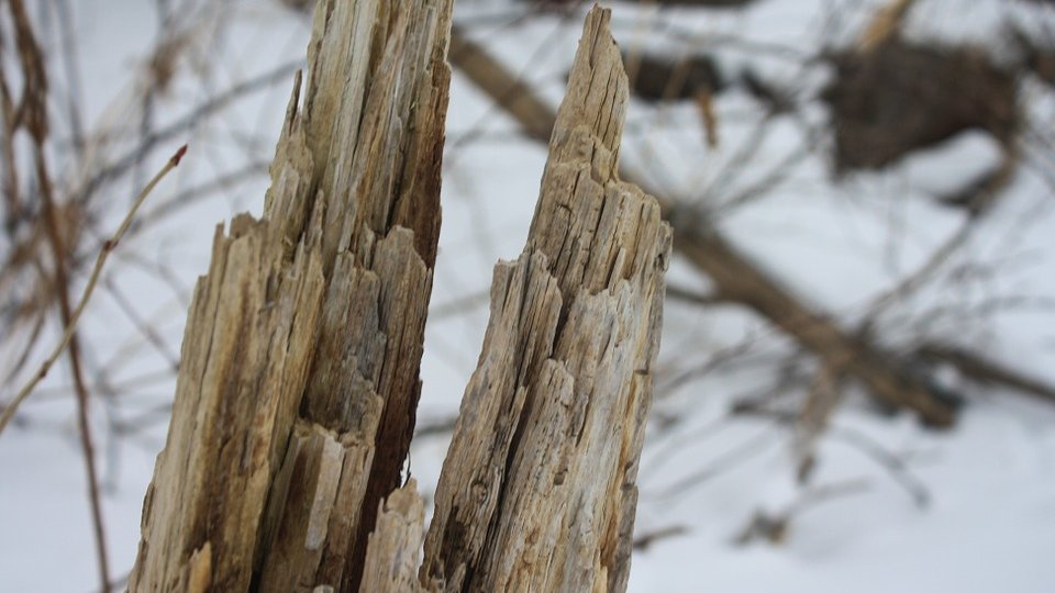 Copaci prăbuşiți pe carosabil, din cauza zăpezii, în judeţul Bistriţa-Năsăud