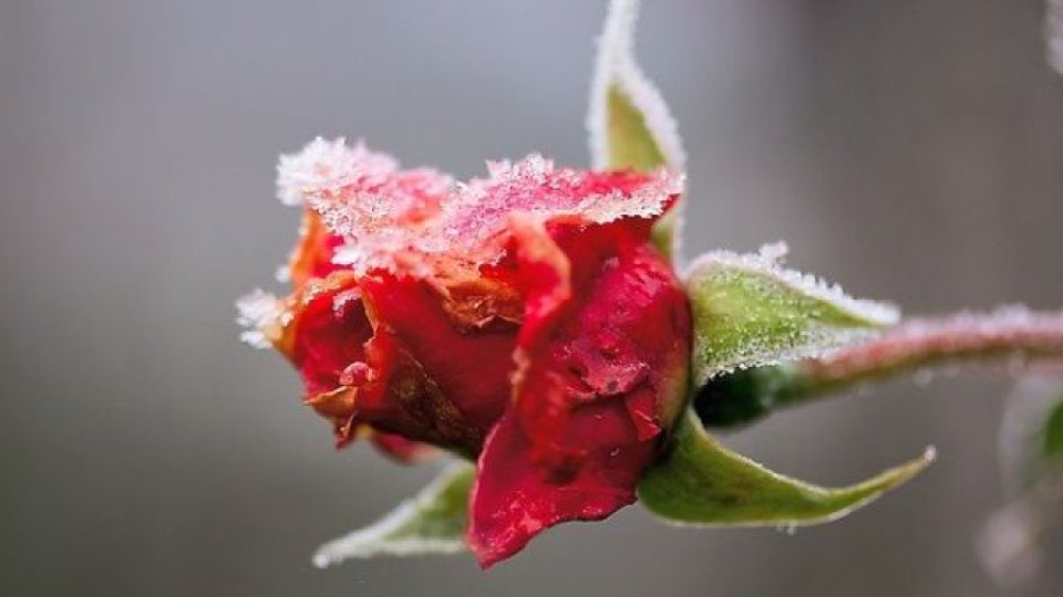 Octombrie, luna cea mai bună să tăiem trandafirii și să plantăm pomi fructiferi