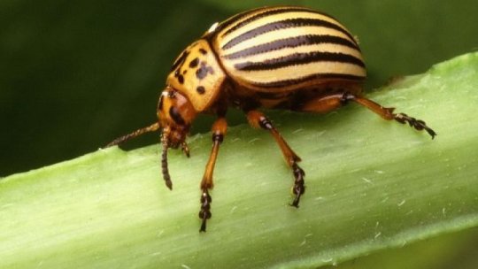Oamenii de ştiinţă avertizează asupra unei 'apocalipse a insectelor'