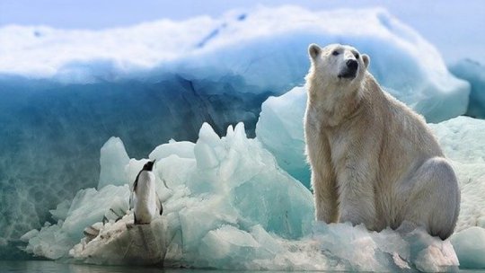 Topirea gheţii marine cauzată de schimbările climatice creşte aciditatea Oceanului Arctic