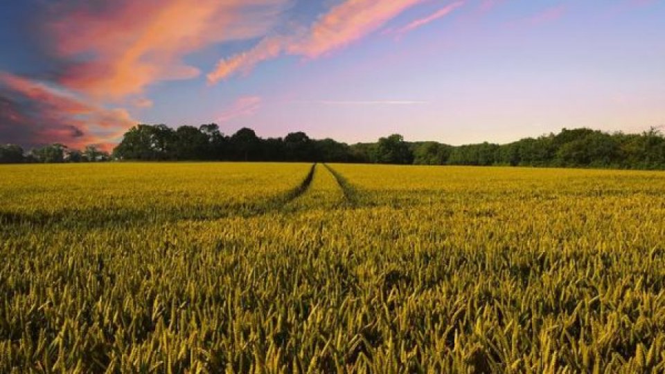 Daea: Fermierii au adunat 9 milioane de tone de grâu, o producţie care asigură necesarul de hrană