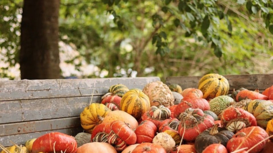 Dovleacul, vedeta sănătoasă a toamnei