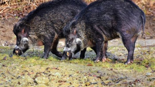 Focar de pestă porcină africană într-o localitate din Sibiu, unde au fost vânaţi mistreţi bolnavi
