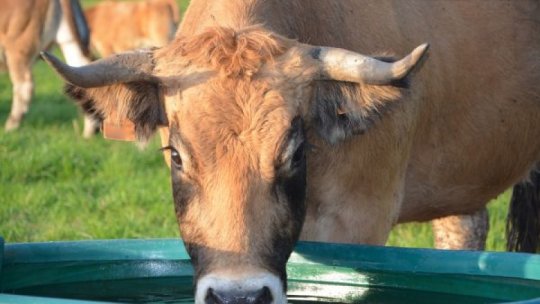 Producţia de lapte de vacă în România este cea mai scăzută din UE