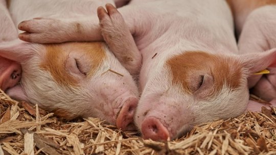Focarele de pestă porcină africană din Timiş au fost închise