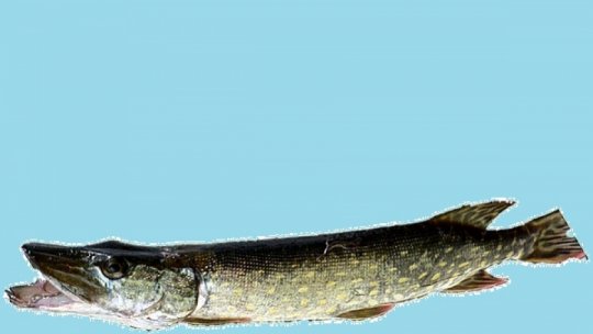 Știucă în sos de vin, cu ciuperci