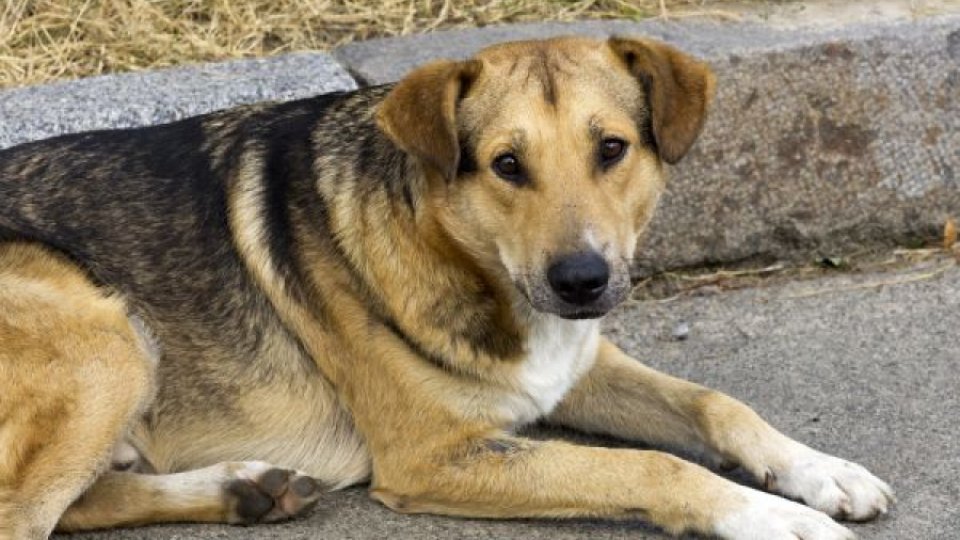 Cel mai bătrân câine din lume, înscris în Cartea Recordurilor Guinness, are 22 de ani