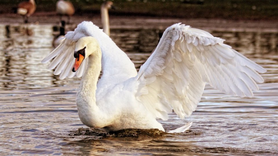 Patru lebede au murit de gripă aviară în Franţa