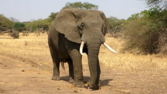 Sute de elefanţi au murit în Kenya din cauza secetei