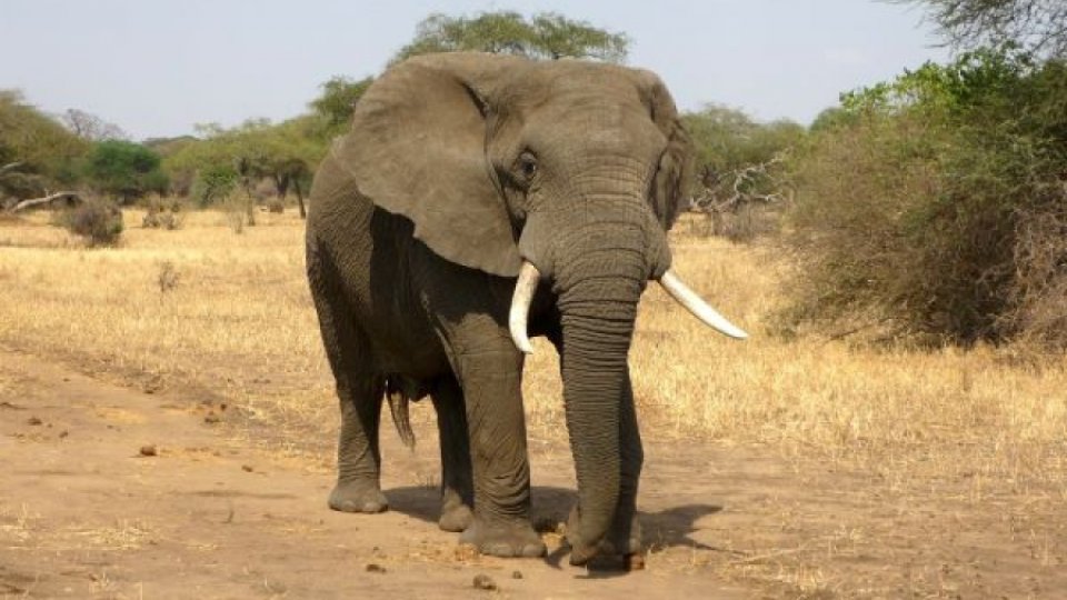 Sute de elefanţi au murit în Kenya din cauza secetei