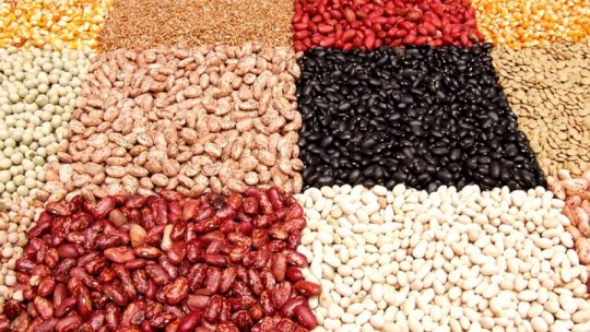 Leguminoase - Fasolea