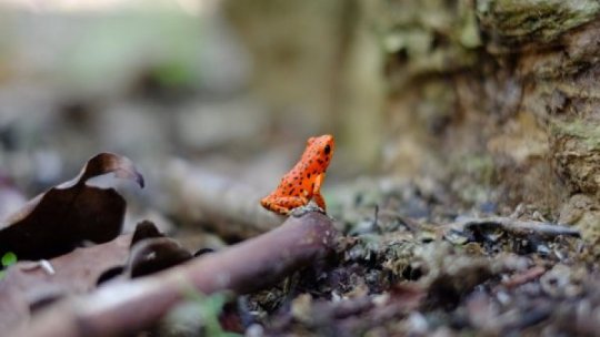 Criza din biodiversitate ia amploare. O specie de broască, printre cele recent declarate dispărute