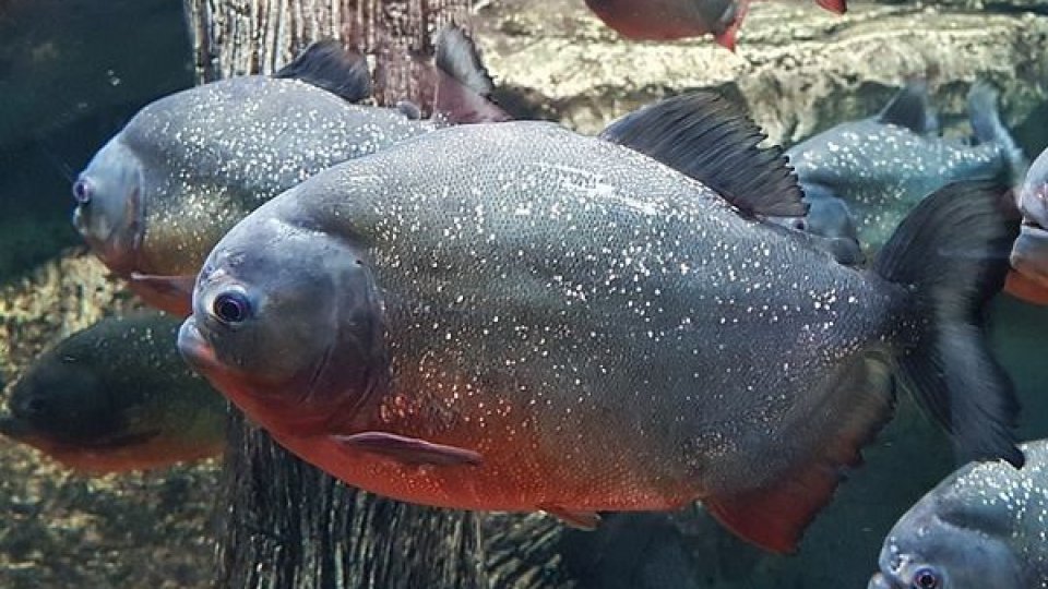 Pește Pirahna găsit în râul Crișul Repede, județul Bihor
