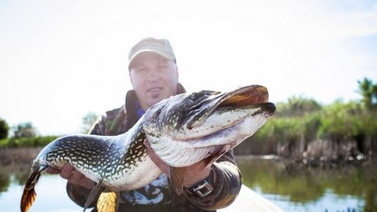 Guvernatorul Rezervaţiei: Capturarea ştiucii în Deltă ar trebui interzisă