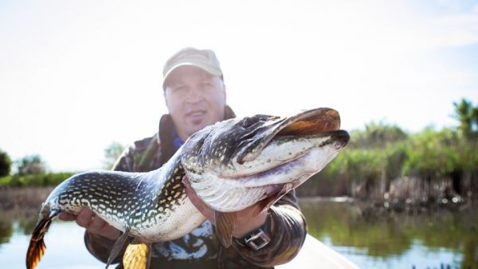 Guvernatorul Rezervaţiei: Capturarea ştiucii în Deltă ar trebui interzisă