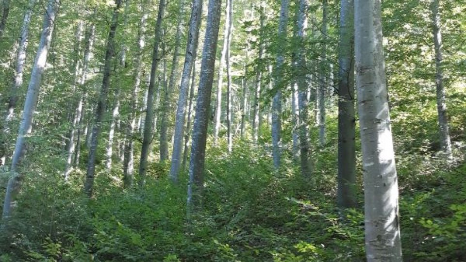 Campanie de plantare a 90.000 de copaci pentru înfiinţarea primei păduri comunitare din România