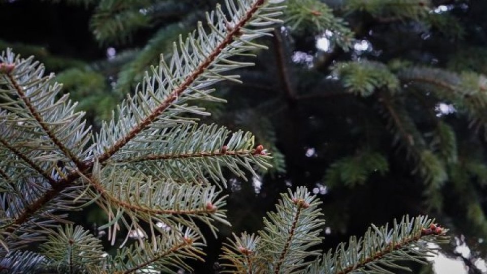 Sondaj: Două treimi dintre familiile de la sate vor renunţa la cadouri de Crăciun, din cauza scumpirilor