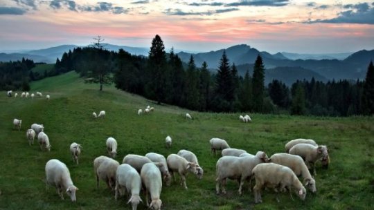 Scrapia, confirmată la oi din două exploataţii cu sute de animale