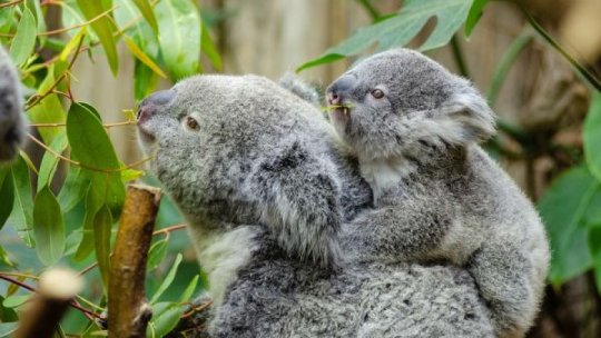 Koala, incluşi pe lista speciilor aflate pe cale de dispariție