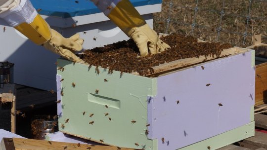 Numărul apicultorilor români este în creştere