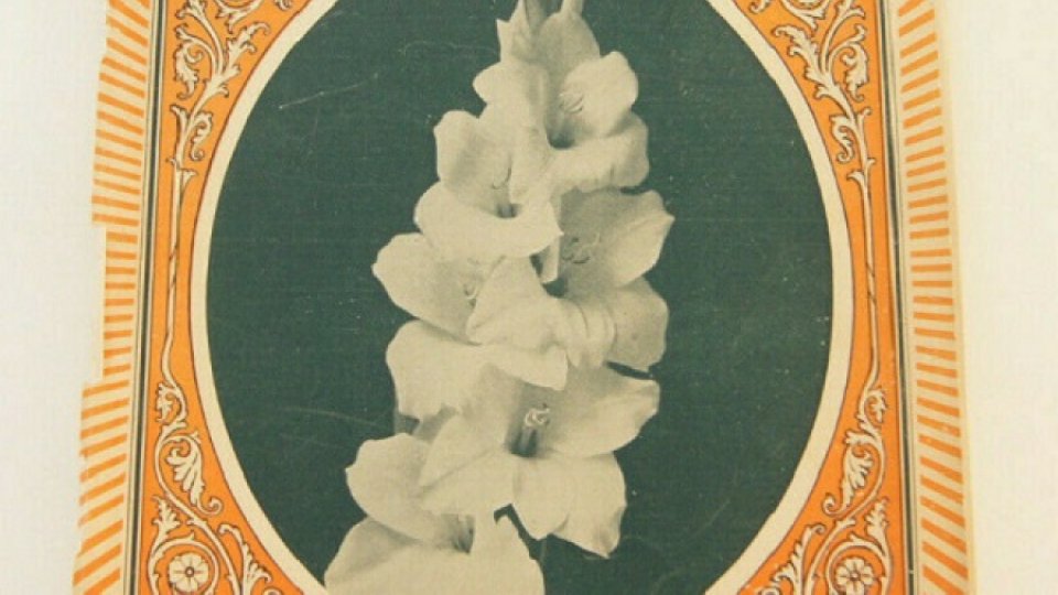 Gladiola „Carmen Sylva”, regina florilor albe