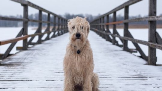 Derogare pentru intrarea în România a animalelor de companie din Ucraina