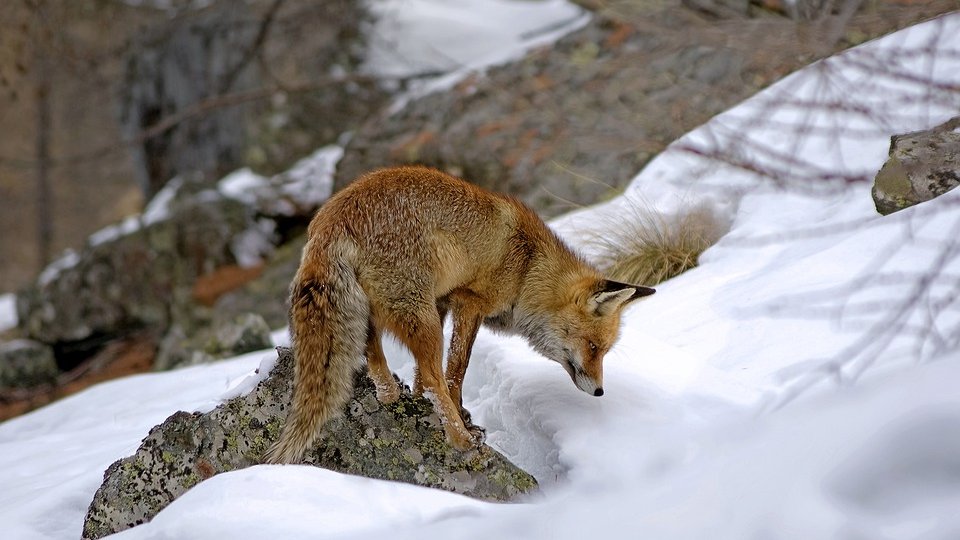 Percheziţii în judeţul Botoşani la locuinţele unor persoane cercetate pentru braconaj