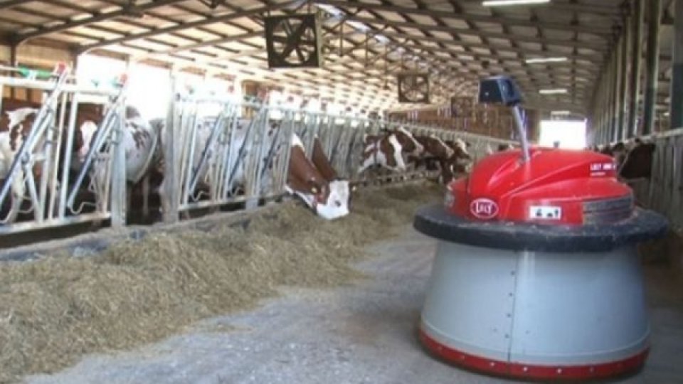 Cantitatea de lapte de vacă colectată este în scădere